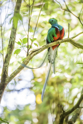 01 resplendent quetzal