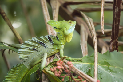 02 basilisk lizard