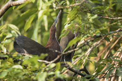 04 rufescent tiger heron