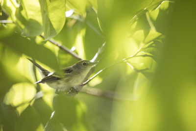 08 chestnut sided warbler