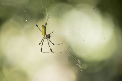 09 golden orb spider