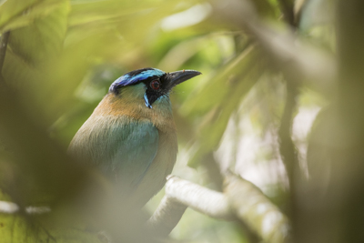 10 blue crowned motmot