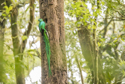 11 resplendent quetzal