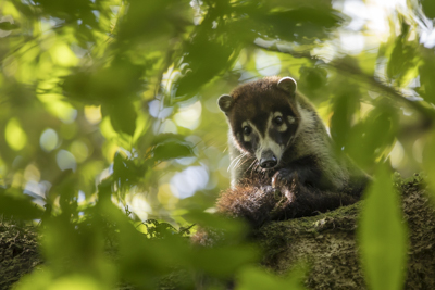 12 coati