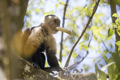 13 white faced capuchin