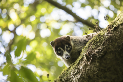 14 coati