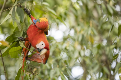 15 scarlet macaw