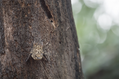 16 long nosed bat