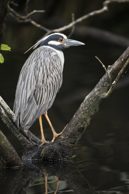 18 yellow crowned night heron