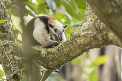 20 tamandua