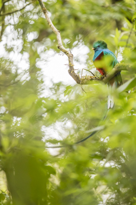 21 resplendent quetzal