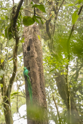 22 resplendent quetzal