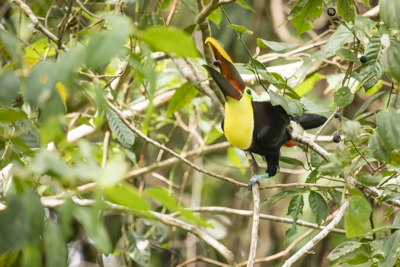 23 black mandibled toucan