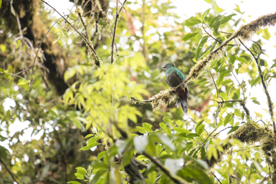 25 resplendent quetzal