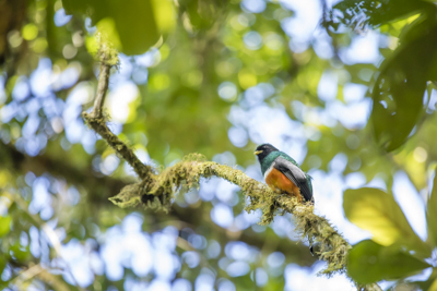 26 orange bellied trogon