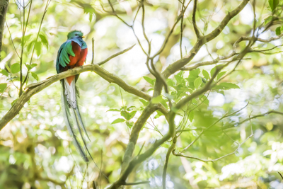 27 resplendent quetzal