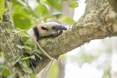 28 tamandua