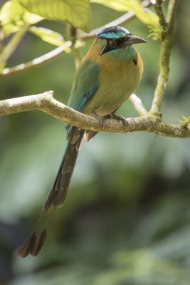 29 blue crowned motmot