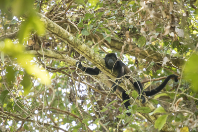 31 howler monkey