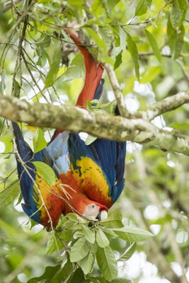 32 scarlet macaw