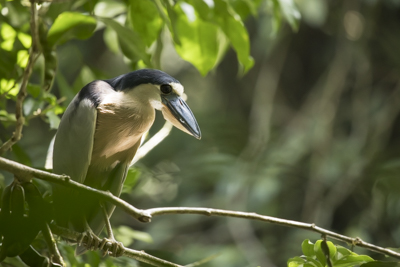 33 boat billed heron