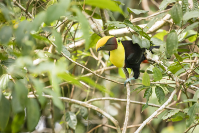 34 black mandibled toucan