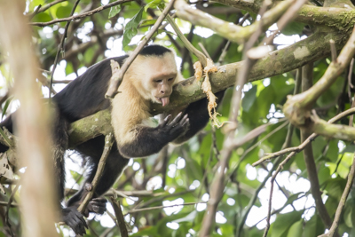 36 white faced capuchin