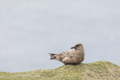 Shetland 05