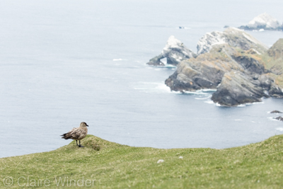 Shetland 14